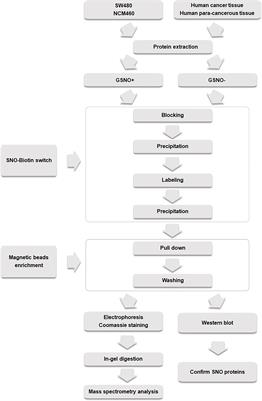 Proteome profiling of endogenous and potential S-nitrosylation in colorectal cancer